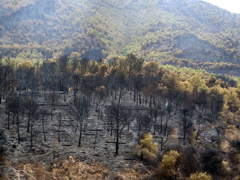 Los municipios afectados por el incendio de Los Guájares, Albuñuelas, El Pinar y El Valle pueden solicitar ayudas por importe de 2,5 millones de euros